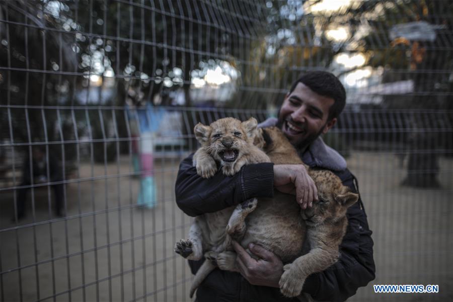 MIDEAST-GAZA-LION-CUBS