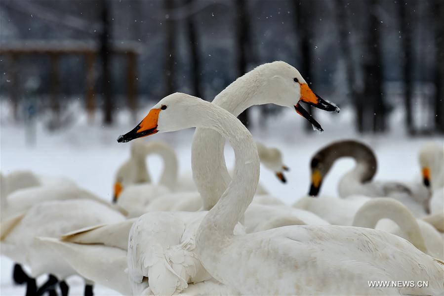 CHINA-SHANXI-SNOW-SWAN (CN)