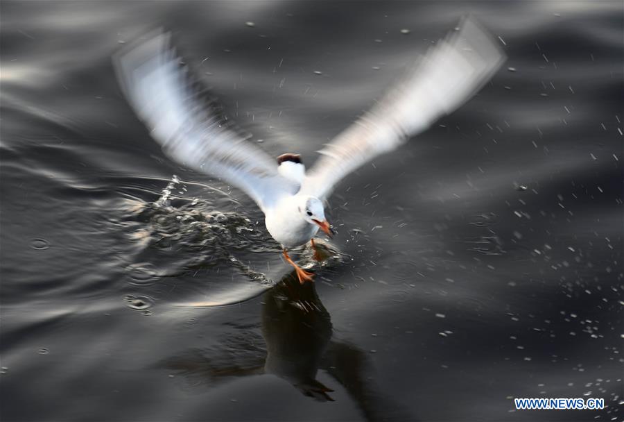 CHINA-YUNNAN-BLACK-HEADED GULLS (CN)