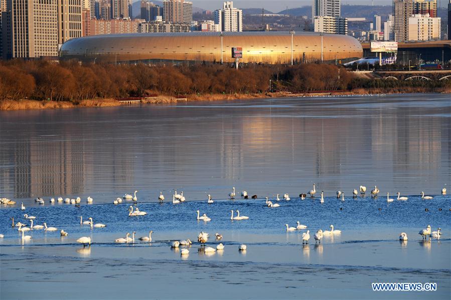 CHINA-HENAN-SANMENXIA-SWANS (CN)