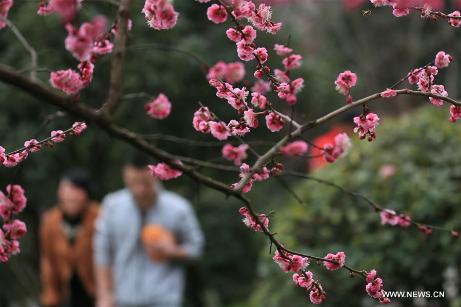 #CHINA-BEGINNING OF SPRING-FLOWER(CN)