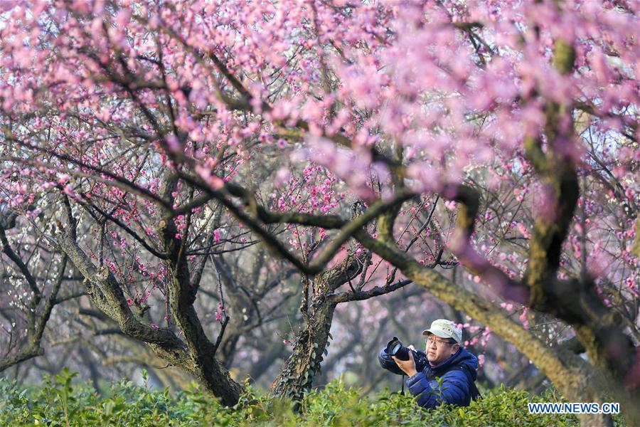 #CHINA-JIANGSU-NANJING-PLUM BLOSSOM(CN)