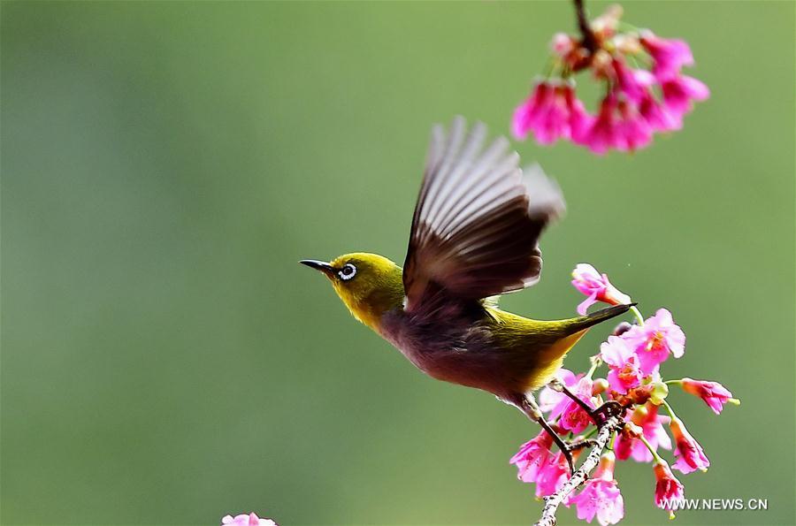 CHINA-FUJIAN-CHEERY BLOSSOM-BIRDS (CN)