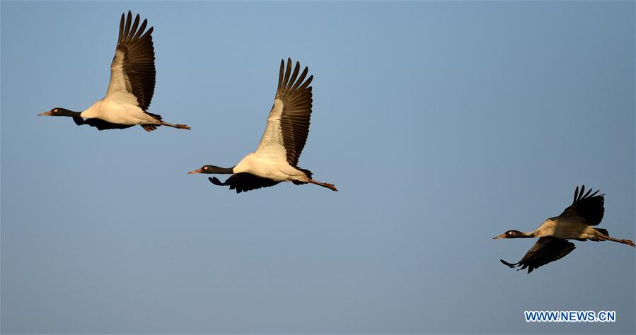 CHINA-YUNNAN-MIGRANT BIRDS (CN)