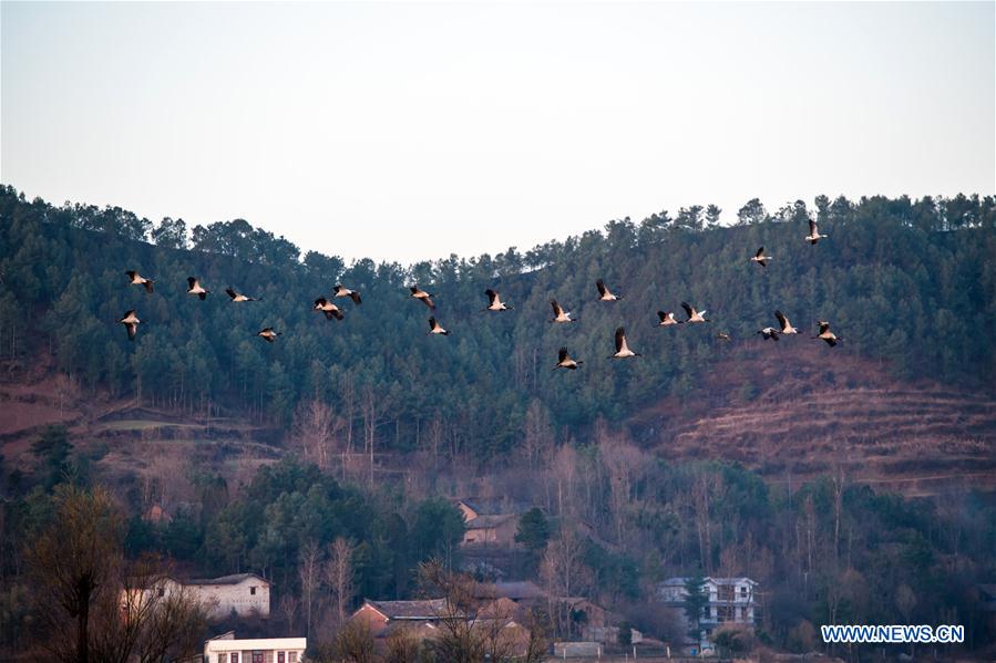 CHINA-YUNNAN-MIGRANT BIRDS (CN)