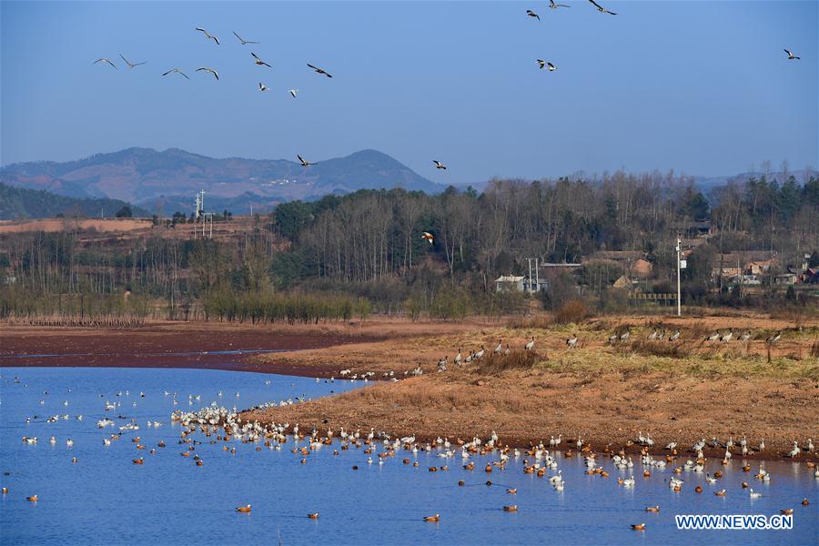 CHINA-YUNNAN-MIGRANT BIRDS (CN)