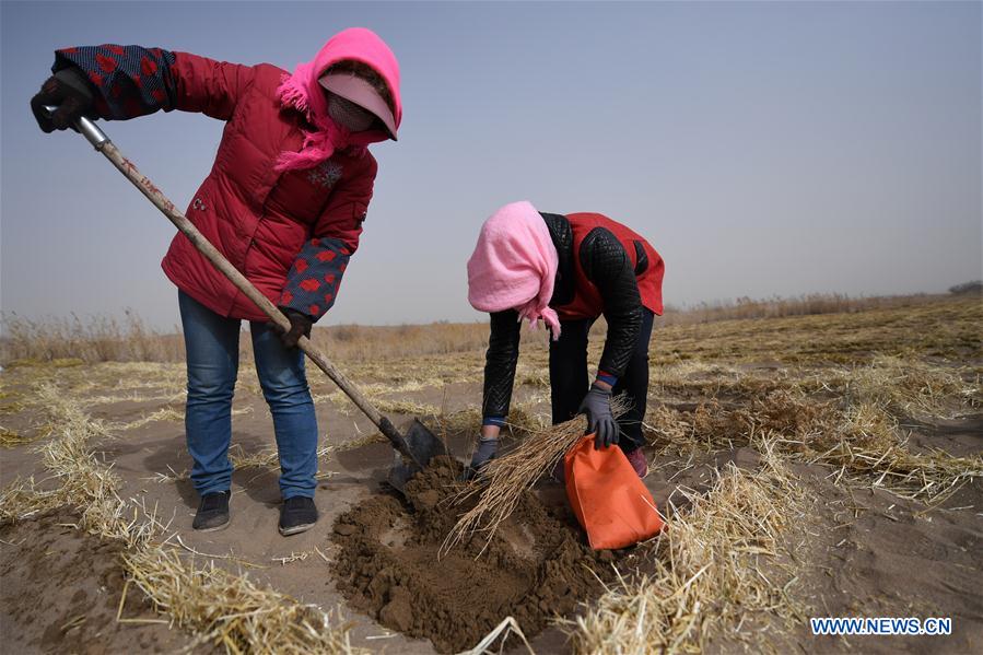 CHINA-GANSU-DESERT-PLANT (CN)