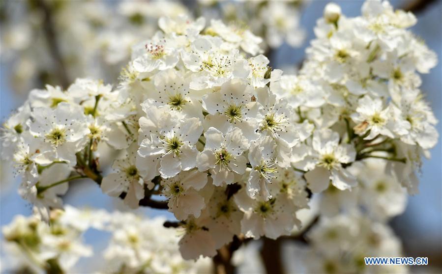 CHINA-YUNNAN-PEAR BLOSSOMS (CN)