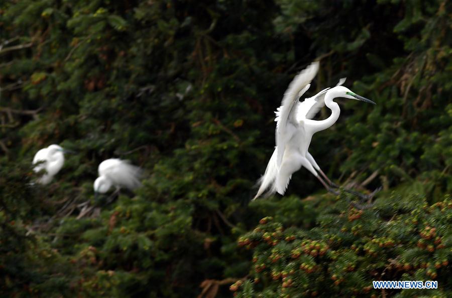 CHINA-JIANGXI-EGRETS (CN)