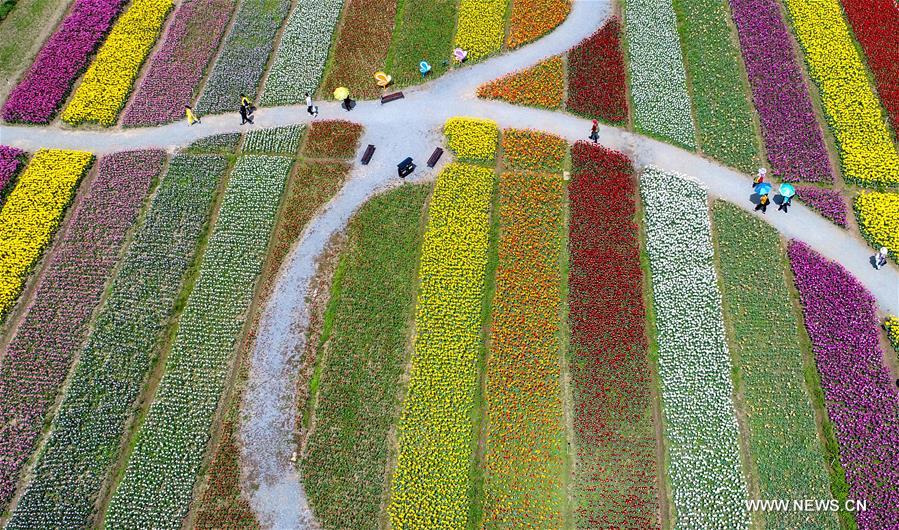 CHINA-HUBEI-WUHAN-TULIPS (CN)