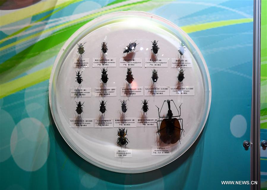 CHINA-HARBIN-BEETLE SAMPLE EXHIBITION (CN)