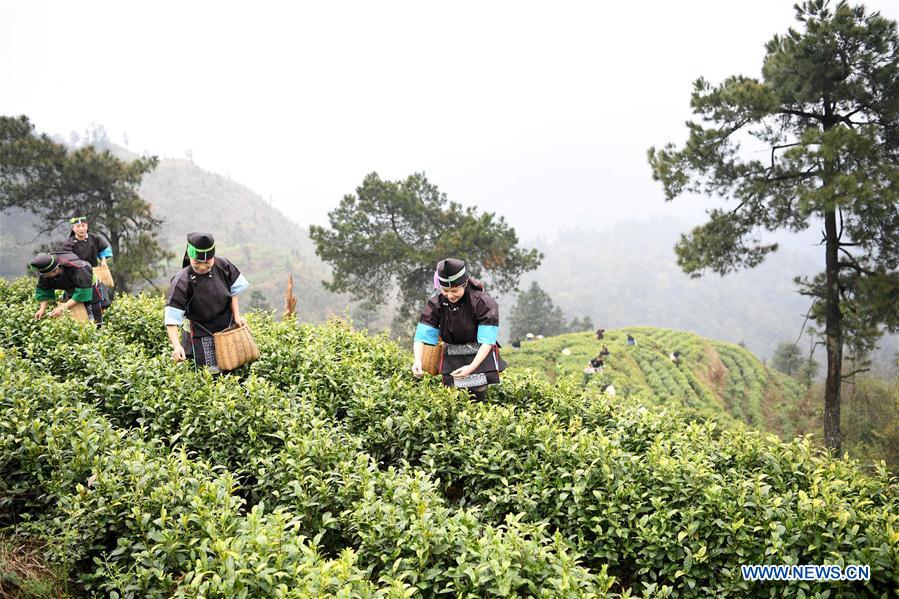 #CHINA-SPRING-TEA GARDEN (CN)