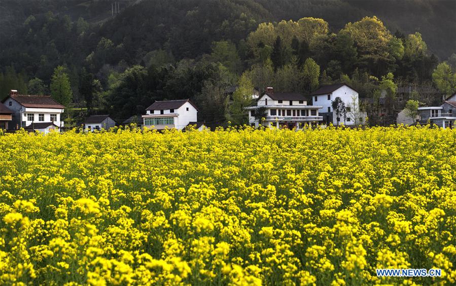 CHINA-SHAANXI-HANZHONG-FLOWER ECONOMY (CN)