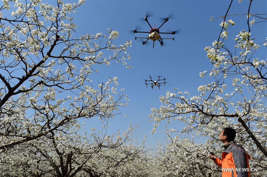 #CHINA-HEBEI-DRONE-POLLINATION (CN)