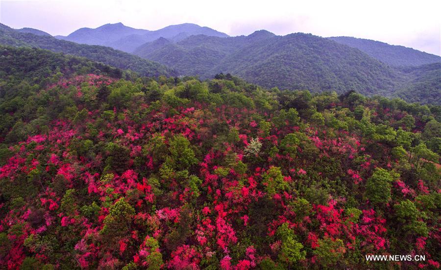 CHINA-ANHUI-JINZHAI-AZALEA FLOWER (CN)