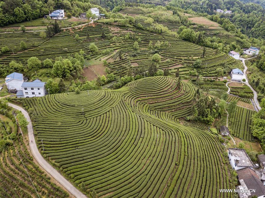 CHINA-HUBEI-TEA GARDEN(CN)