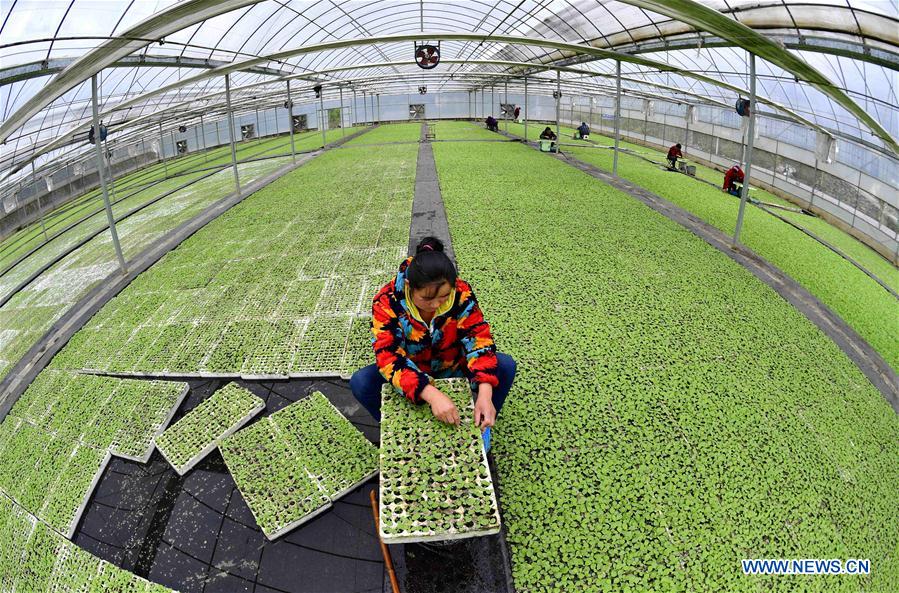 #CHINA-SPRING-FARM WORK(CN)