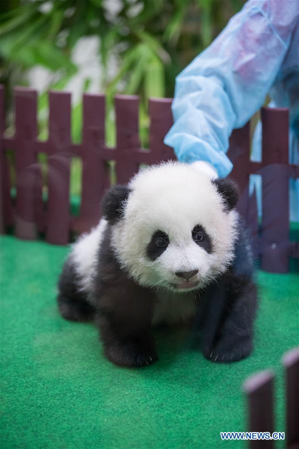 MALAYSIA-KUALA LUMPUR-CHINA-GIANT PANDA CUB-DEBUT