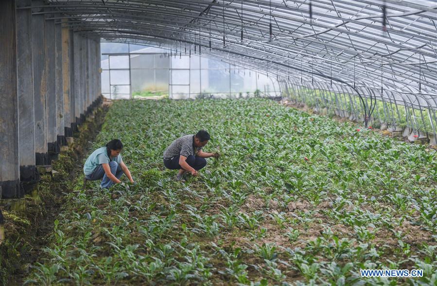 CHINA-ZHEJIANG-CHANGXING-PHOTOVOLTAIC AGRICULTURE (CN)