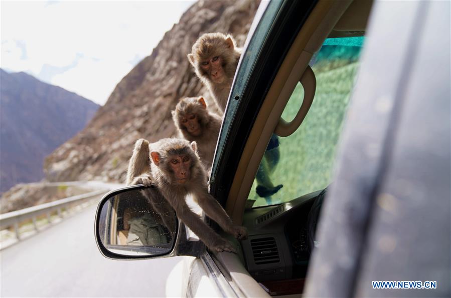 CHINA-TIBET-WILD MONKEY(CN)