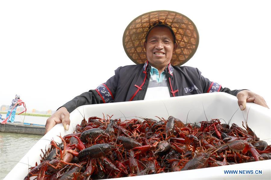 CHINA-JIANGSU-XUYI-CRAYFISH-HARVEST (CN)