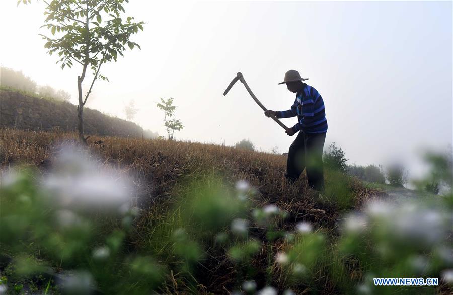 #CHINA-AGRICULTURE-FARMER-WORK (CN)