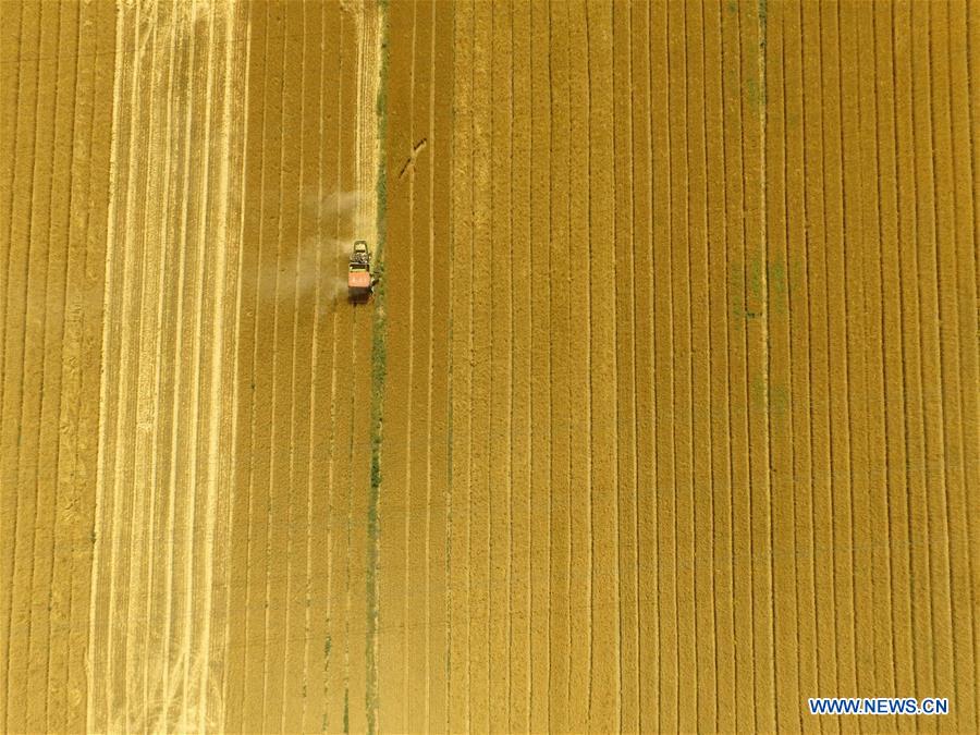 #CHINA-WHEAT HARVEST (CN)