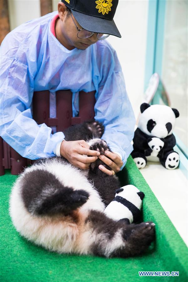 MALAYSIA-KUALA LUMPUR-PANDA-FEEDER