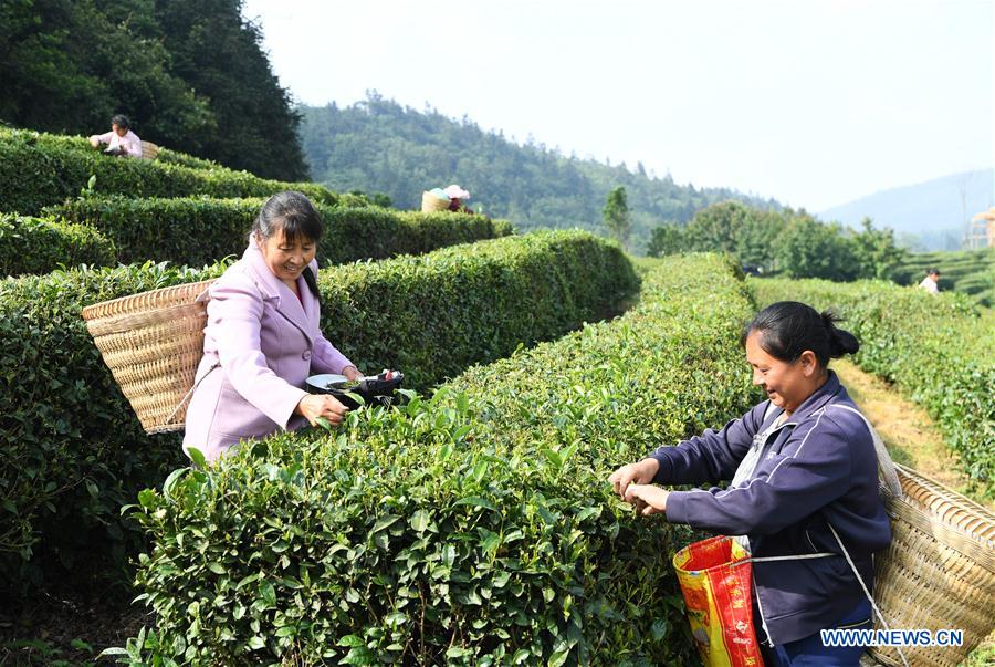 CHINA-CHONGQING-WULONG DISTRICT-TEA PLANTING INDUSTRY (CN)