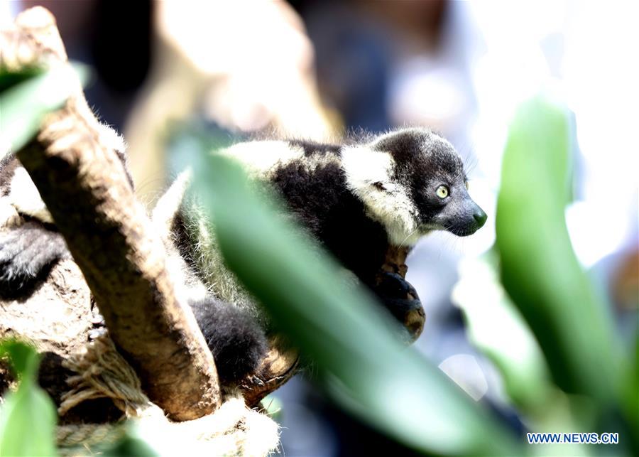 CHINA-GUANGZHOU-CHIMELONG-LEMUR VATIEGATUS-TRIPLETS (CN)