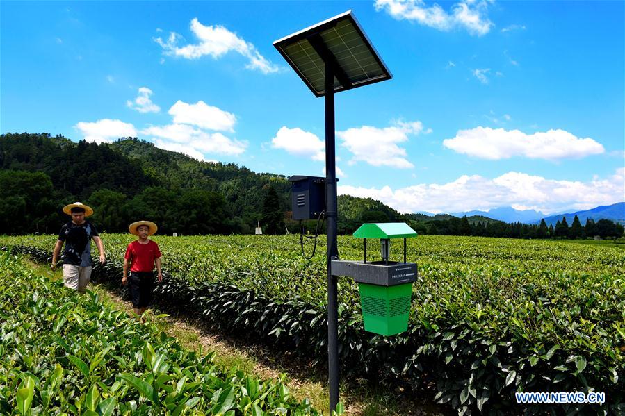 CHINA-FUJIAN-TEA GARDEN-PEST CONTROL(CN)