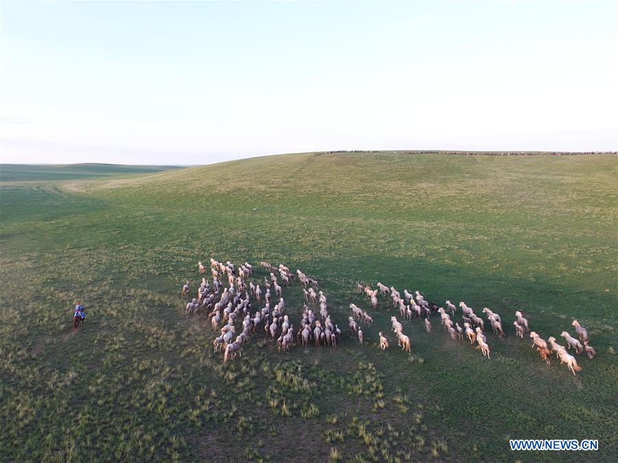 CHINA-INNER MONGOLIA-XILIN GOL-HORSE-SCENERY (CN)