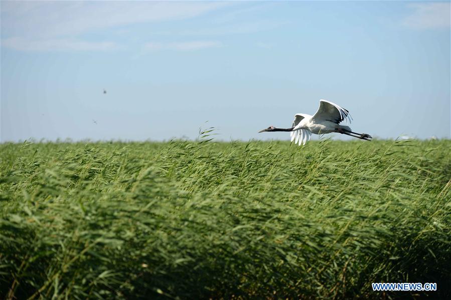 CHINA-HEILONGJIANG-QIQIHAR-NATURE RESERVE (CN)