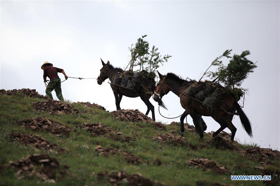 #CHINA-HEBEI-FENGNING-AFFORESTATION (CN)