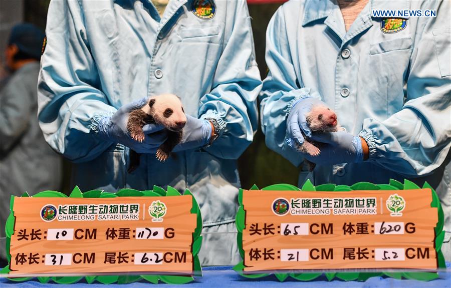 CHINA-GUANGDONG-GUANGZHOU-GIANT PANDA CUBS (CN)