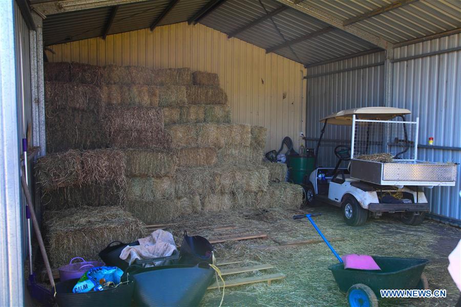 AUSTRALIA-CANBERRA-FARM-DONKEY