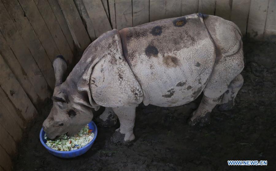 NEPAL-CHITWAN-RHINO-GIFT-CHINA-SECOND PHASE