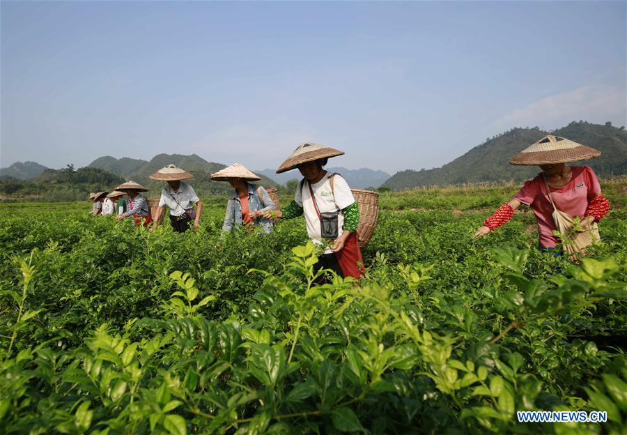 #CHINA-HUNAN-TEA-HARVEST (CN)