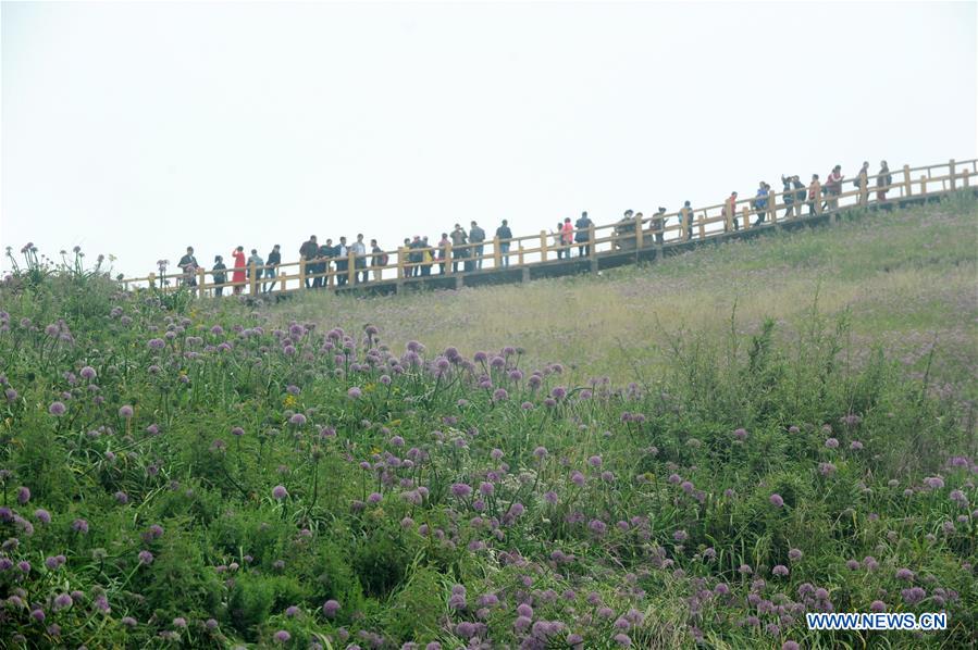 #CHINA-GUIZHOU-CHIVE FLOWER(CN)