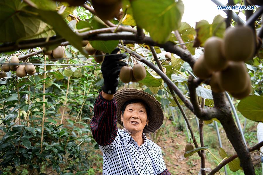 CHINA-ANHUI-FEIXI-KIWI FRUIT (CN)