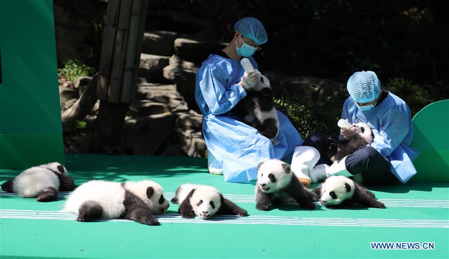 CHINA-CHENGDU-GIANT PANDA-CUBS (CN)