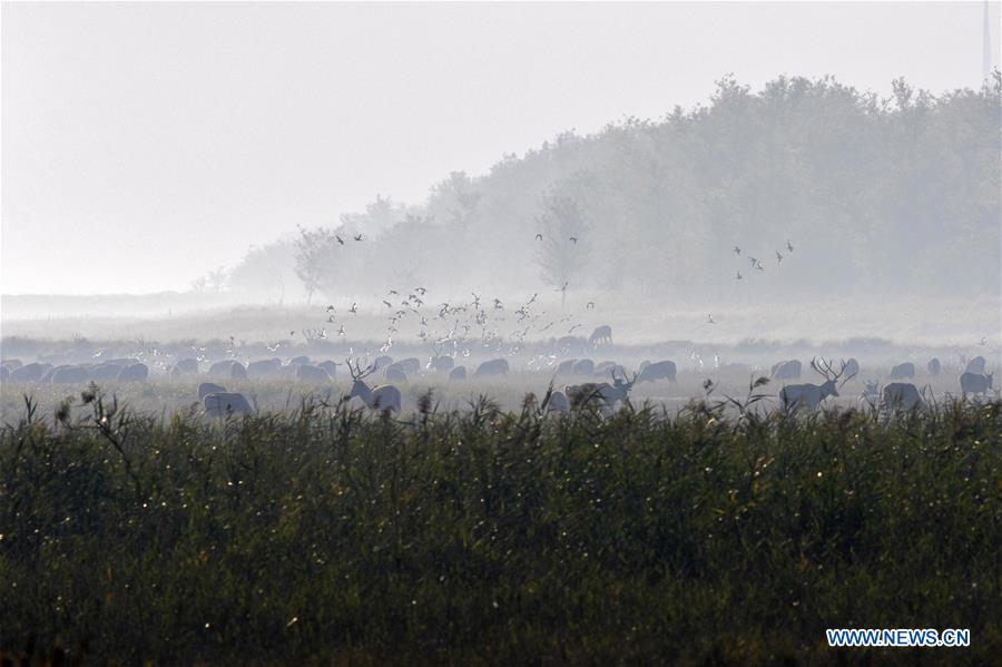 #CHINA-JIANGSU-YANCHENG-MILU DEER (CN)