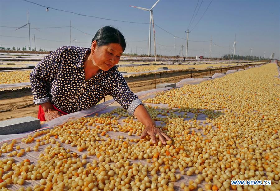 CHINA-HEBEI-CHANGLI-SCALLOP (CN)