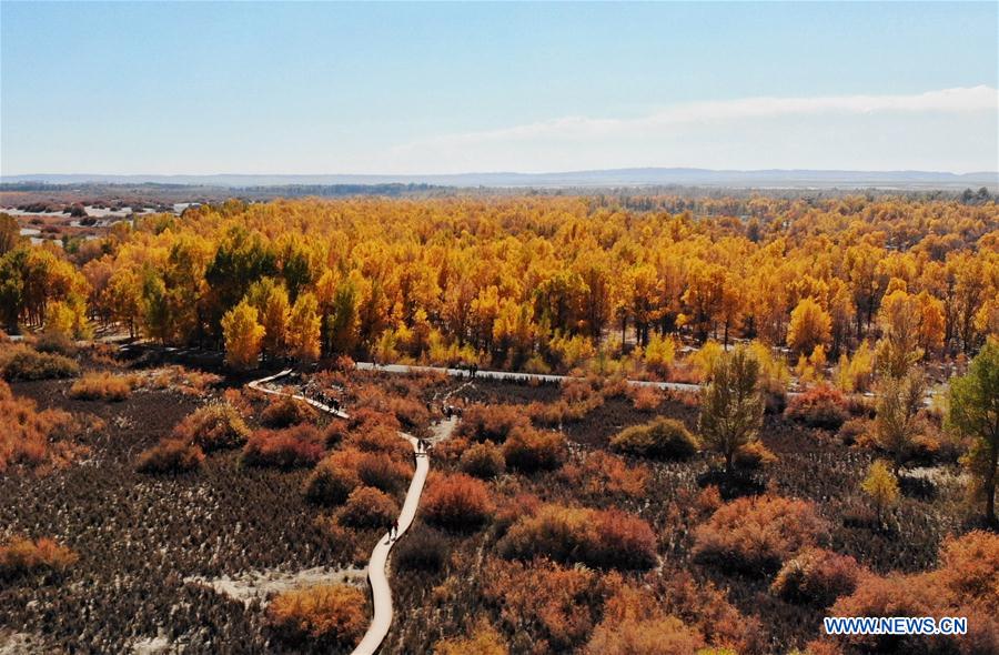 CHINA-JIUQUAN-POPULUS EUPHRATICA-AUTUMN SCENERY (CN)