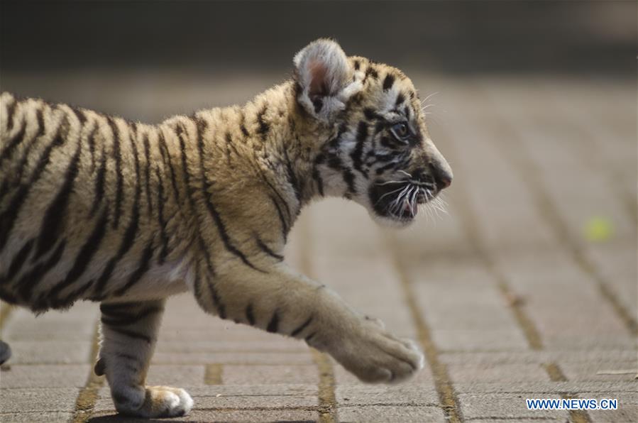 INDONESIA-BANDUNG-BENGAL TIGER-CUB