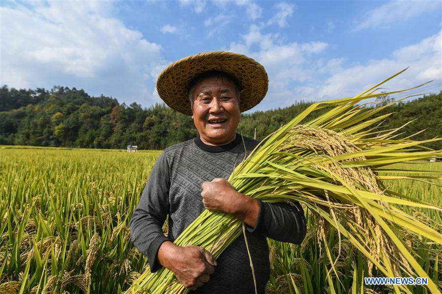 CHINA-HANGZHOU-RICE-HARVEST (CN)