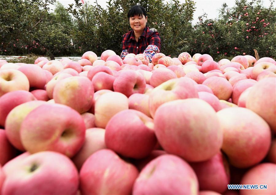 CHINA-HEBEI-AGRICULTURE-DEVELOPMENT (CN)