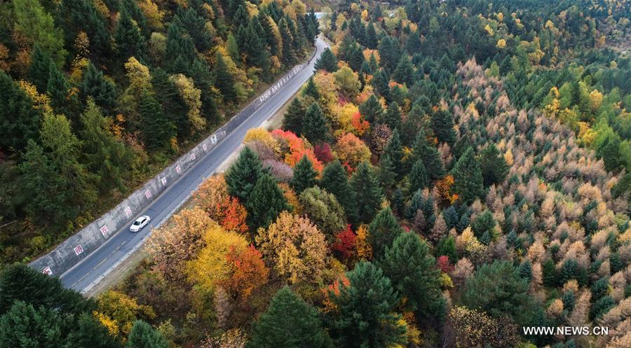 CHINA-TIBET-AUTUMN-SCENERY (CN)