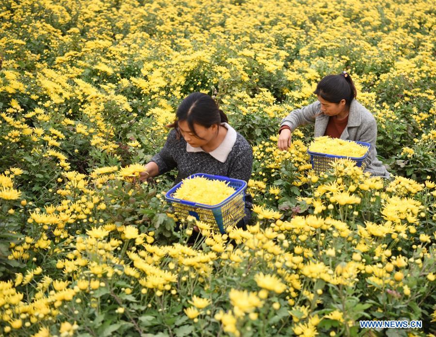 #CHINA-HEBEI-CHRYSANTHEMUM-HARVEST (CN)