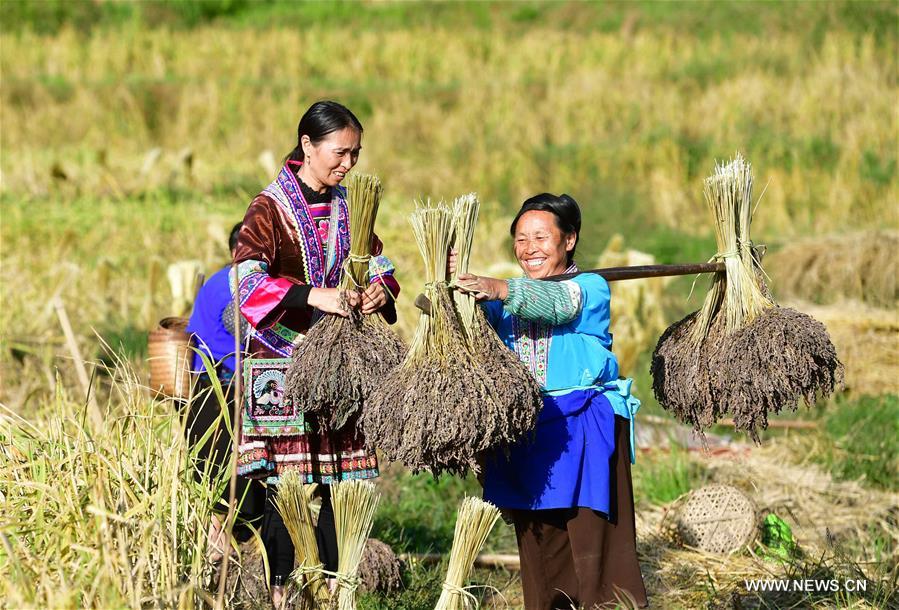 CHINA-GUANGXI-ANTAI-RICE-HARVEST (CN)